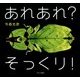 あれあれ?そっくり! [絵本]
