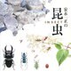 安永一正の昆虫 [単行本]