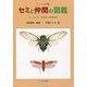 セミと仲間の図鑑―カメムシ目(半翅目)頸吻亜目 [単行本]