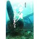 パラオ 海底の英霊たち―記録写真集 [単行本]