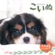 こいぬCALENDER 2015 [カレンダー]