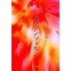 シュヴァンツェルン(スピリチュアルメッセージ集〈35〉) [単行本]