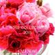 ROSE COLLECTIONカレンダー 2015 [カレンダー]
