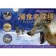 捕食者探検―飛び出す世界のどう猛な動物たち(科学しかけえほんシリーズ) [絵本]