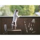 島いぬ―え!?私って犬だったの? [単行本]