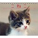 こねこ 2012[ミニカレンダー] [カレンダー]