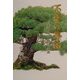 不退の軍治―藤田卯一郎の生涯 [単行本]