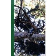 疾駆 第4号 [単行本]