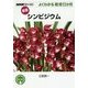 シンビジウム 新版 (NHK趣味の園芸よくわかる栽培12か月) [全集叢書]
