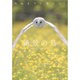 死ぬまでに見たい!絶景の鳥 [単行本]