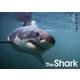 The Shark―サメたちの海へ [単行本]