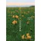 サロベツ・ベニヤ―天北の花原野 [単行本]