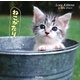 ねこがたり [単行本]