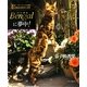 Bengalに夢中!―世界一ゴージャスな猫!その魅惑の肢体と表情 [単行本]
