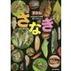見ながら学習調べてなっとく ずかん さなぎ [図鑑]