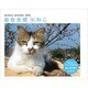 カレンダー2016 岩合光昭×ねこ 週めくり卓上 (ヤマケイカレンダー2016) [カレンダー]