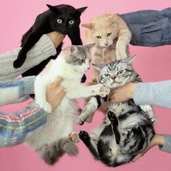 きのこ帝国／猫とアレルギー