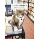 ニューヨークの看板ネコ―老舗ホテルから、レコードショップまで。クールに、かわいく、のんきに暮らすNYの店猫44匹! [単行本]