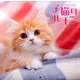 子猫のハーモニーCALENDAR 2016 [カレンダー]