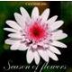 Season of Flowers CALENDAR 201 [カレンダー]