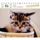 こねこミニカレンダー 2016 [カレンダー]