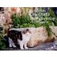 プロヴァンスの猫たちカレンダー 2016 [カレンダー]