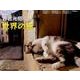 世界の猫カレンダー 2016 [カレンダー]