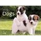 Dogs 2016[カレンダー]（Yama-Kei Calendar） [単行本]