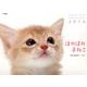 ほのぼの子ねこ 2016[カレンダー]（Yama-Kei Calendar） [単行本]