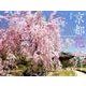 京都花紀行 2016[カレンダー]（Yama-Kei Calendar） [単行本]