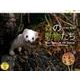 森の動物たち 2016[カレンダー]－太田達也作品集（Yama-Kei Calendar） [単行本]