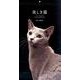 美しき猫 2016[カレンダー]（Yama-Kei Calendar） [単行本]