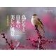 鳥たちと日本の美しい風景 2016[カレンダー]（Yama-Kei Calendar） [単行本]