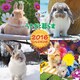 うさぎと暮らすCALENDAR 2016 [カレンダー]