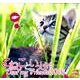 こねこといっしょ 2016[カレンダー] [カレンダー]