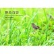 野鳥百景―One Hundred Views of Birds in Japan [単行本]