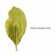 Leaf