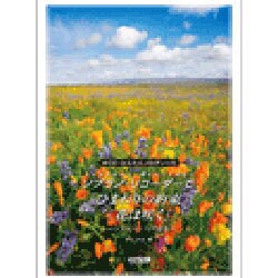 ソプラノ・リコーダーで「ひまわりの約束」「花は咲く」 [単行本]