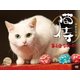 スペシャルドラマ「猫侍 玉之丞、江戸へ行く」 [DVD]