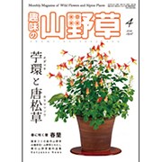 趣味の山野草 2016年 04月号 [雑誌]