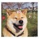 柴犬まるさんぽ [単行本]