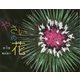 やさいの花(ふしぎいっぱい写真絵本〈29〉) [絵本]