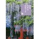 奈良 四季の花めぐり(奈良を愉しむ) [単行本]