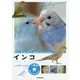 インコ―住まい、食べ物、接し方、病気のことがすぐわかる!(小動物☆飼い方上手になれる!) [図鑑]