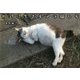 川辺に生きるノラ猫たち [単行本]