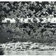 多摩川 1970-74 [単行本]