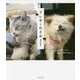 グレ子とわさお―拾われた猫と犬の奇妙で幸せな日々 [単行本]