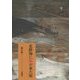 北陸海に鯨が来た頃 [単行本]