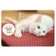 ねこ禅―人生がふニャっとなごむ50の教え [単行本]