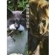 捕食動物写真集 [単行本]